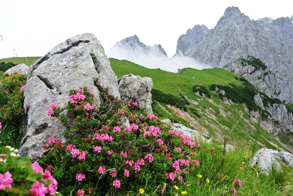 Pension Bergpracht Ramsau am Dachstein Dış mekan fotoğraf